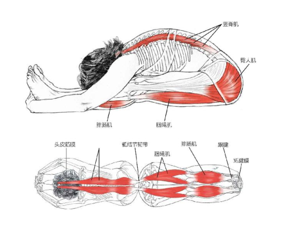 【瑜伽解剖】基础动作解剖图示(收藏版)