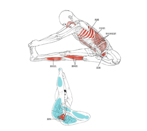 【瑜伽解剖】基础动作解剖图示(收藏版)