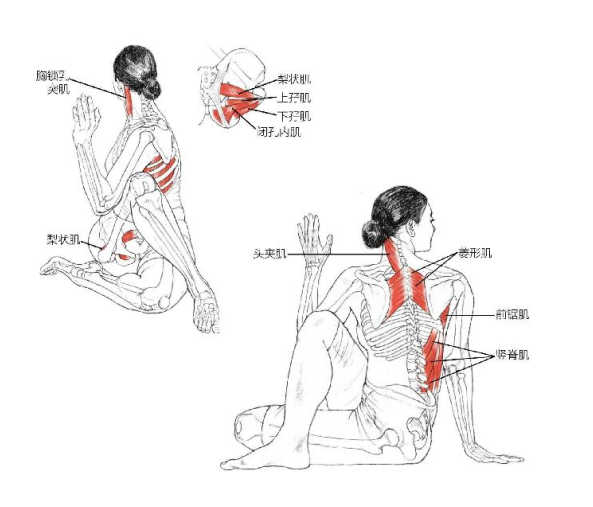 【瑜伽解剖】基础动作解剖图示(收藏版)