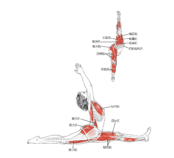 【瑜伽解剖】基础动作解剖图示(收藏版)