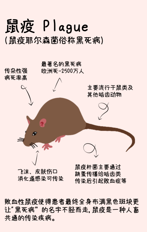 由鼠疫杆菌引起的一种急性烈性传染病,在我国传染病防治法中被列为