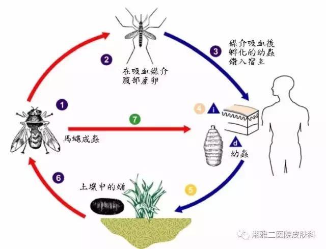 几乎有芒果树的地方就有芒果蝇.