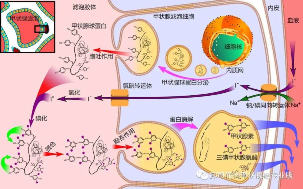 812碘与代谢为什么全球20亿人缺碘