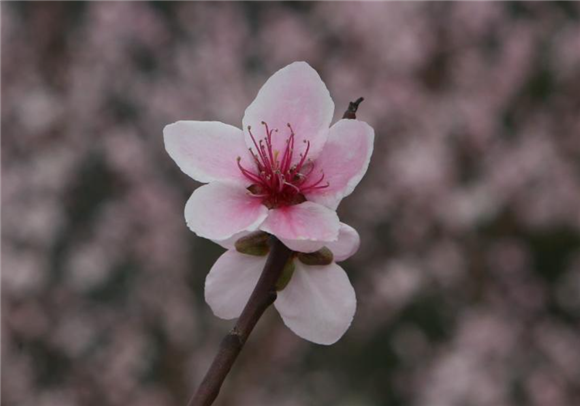 关于八字中带桃花的提醒:1,"命带桃花"几乎成为人人求之不得的象征.