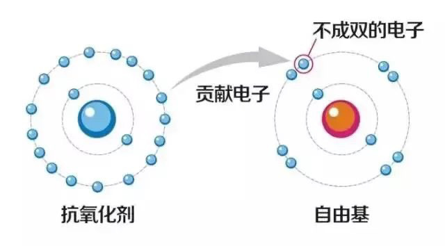 人体内存在一类氧化性很强的含氧分子团—活性氧自由基(ros,它们