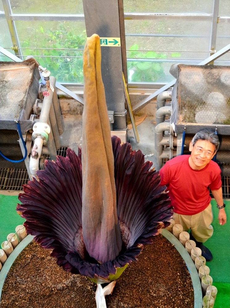 2018年6月,日本筑波植物园的巨魔芋开花.