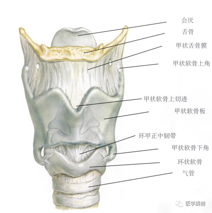 奈特解剖图谱喉软骨的解剖