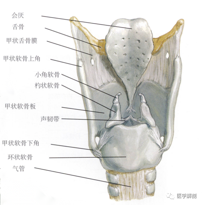 奈特解剖图谱喉软骨的解剖