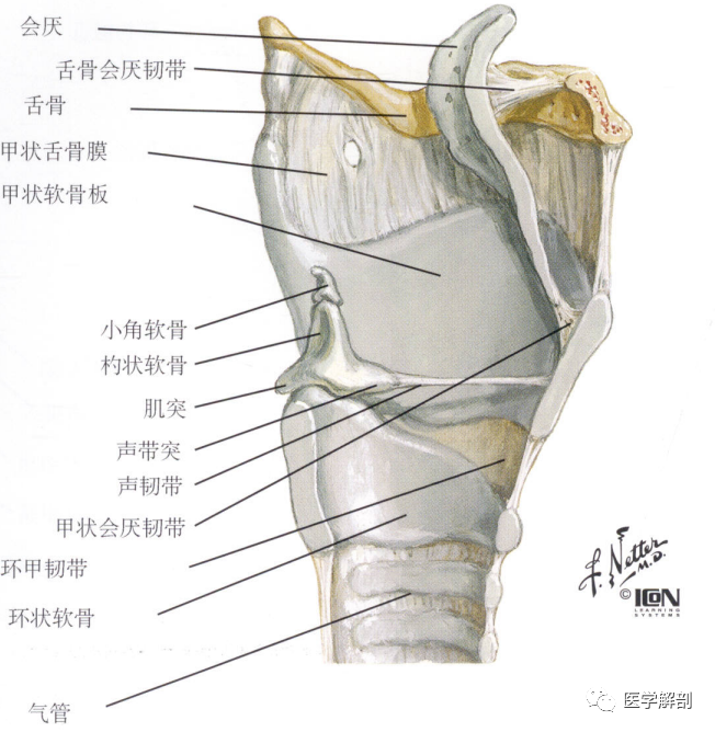 奈特解剖图谱喉软骨的解剖