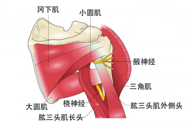 【骨科小技巧】神经显露的手术切口及步骤之桡神经!