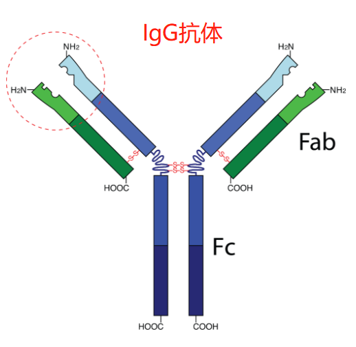 fcγ是指人类最主要的抗体类型—igg抗体的fc段;r则是细胞表面与fc