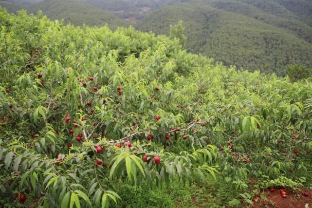 威宁县龙场镇树舍社区荒山坡地蜕变致富果园