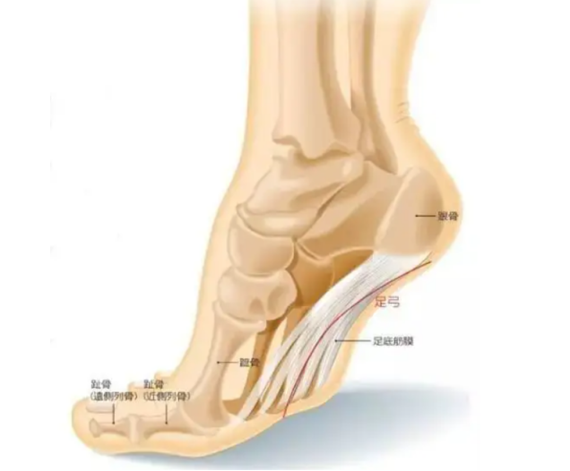 跖筋膜是覆盖足底结构的深入皮下组织与足跟脂肪垫的筋膜.