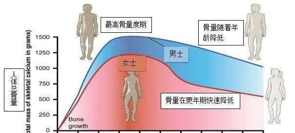 长期如此,随着年龄的增长,骨钙流失会增多,前期的骨钙积累显得尤为