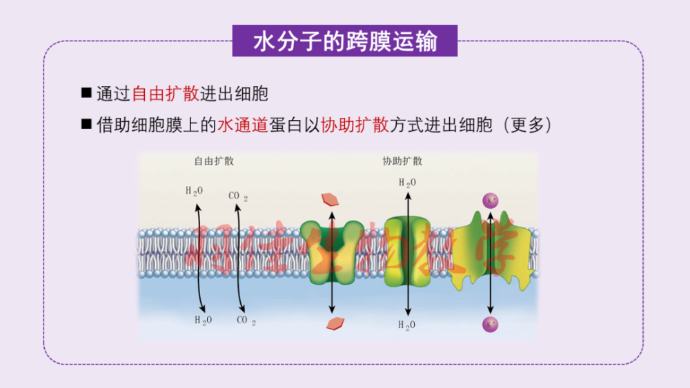 课件分享2019人教版高中生物必修1第4章第1节被动运输