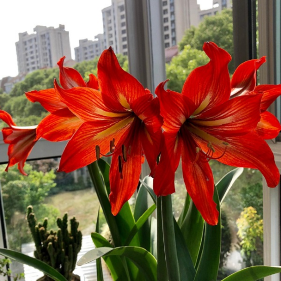 4种富贵花却是穷苦命小盆少浇水娇贵养不活