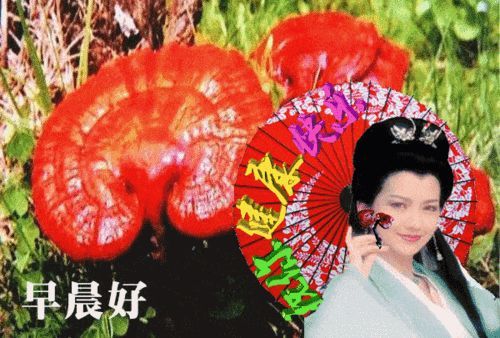 6张非常漂亮的美女早上好问候祝福动态图片2022超好看的夏日早安问候