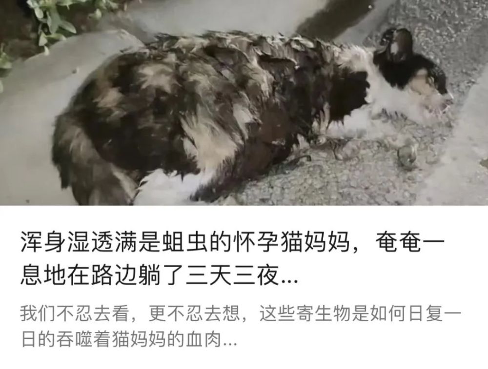 猫妈妈挺过了蛆虫钻心的疼痛却最终在一个温暖的小箱子里永远闭上了