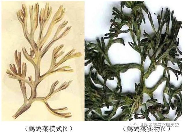 (3)繁殖方法鹧鸪菜具备同构世代交替有性生活史,其生殖方式多源复杂