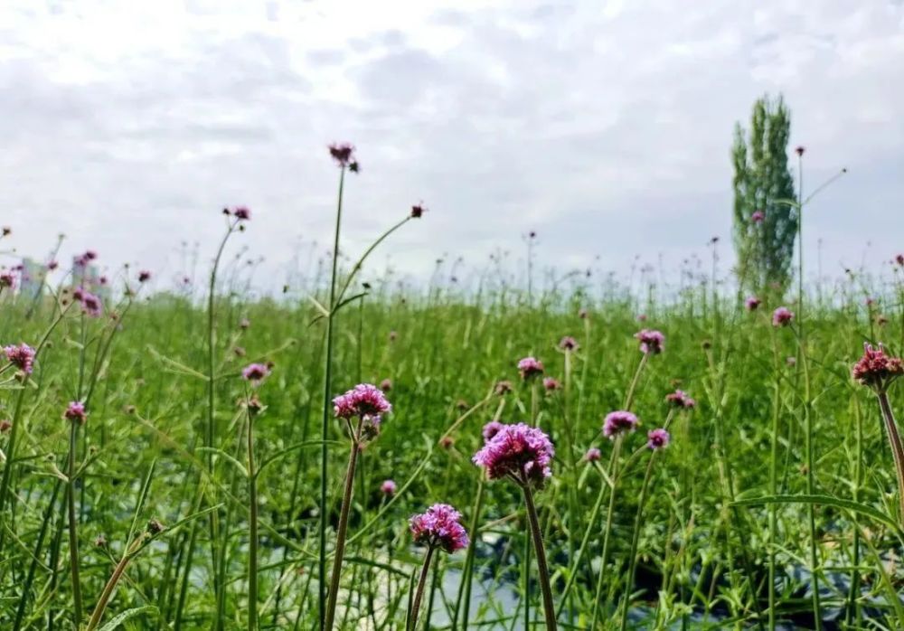 黄河花堤的马鞭草花海是夏日刘家峡的一张靓丽名片,从6月上旬一直开花