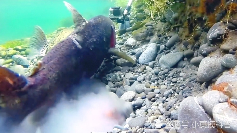 梦境之鱼，在鱼塘中捕捉希望，交予母爱的温暖——解析梦见在鱼塘抓鱼并交给妈妈的深层含义