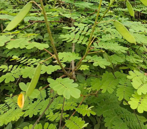 农村植物,树内长有蚕宝宝,天然盔甲挂刀豆,不敢靠近