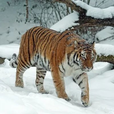 ins头像个性凶猛威风的老虎qq微信霸气头像图片