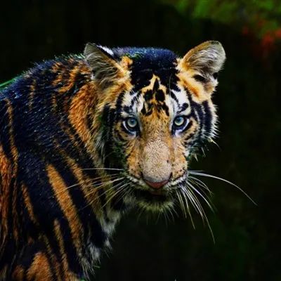 ins头像个性凶猛威风的老虎qq微信霸气头像图片