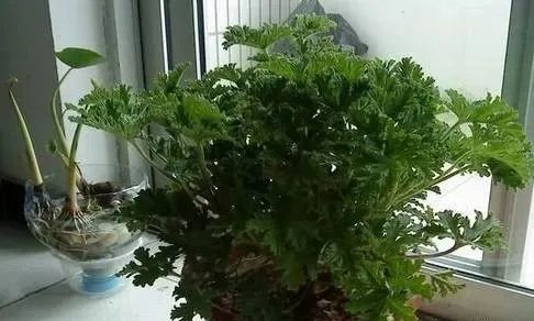 也就是大家说的驱蚊草,老婆说是一种基因转移技术培养出来的新型植物