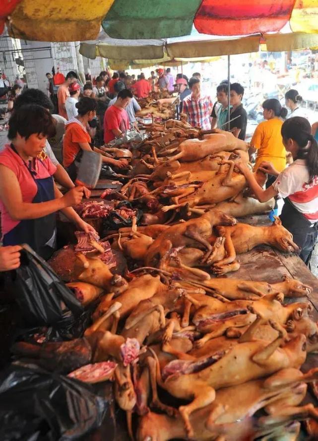 玉林狗肉节,从默默无名变成闻名于世的狗肉节,背后原因值得深思