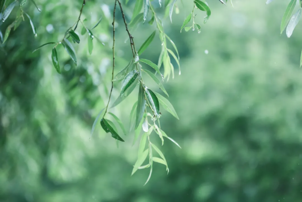 诗人深夜失眠听了一夜春雨写下一首绝美宋诗惊艳后世八百余年