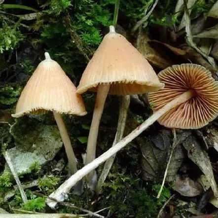 簇生黄韧伞黄色丝盖伞东方桩菇褐点黄粉末牛肝菌毒红菇亚稀褶红菇