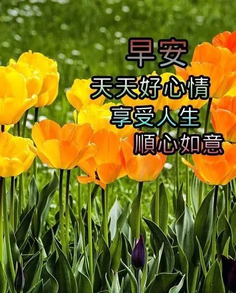 夏日清晨早上好问候祝福图片带字温馨,早安问候语及暖心的话