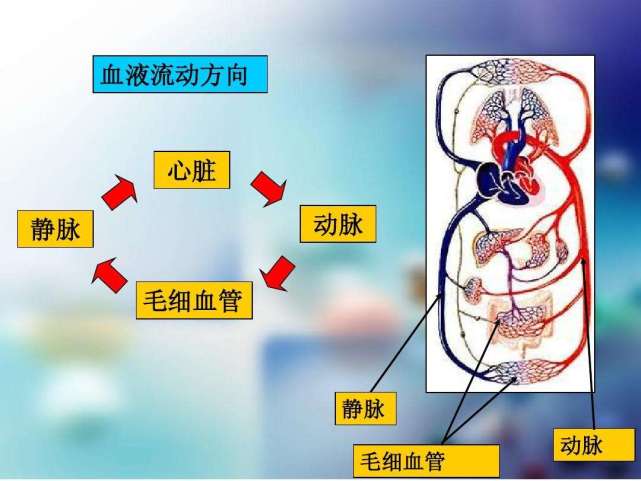 人体血液循环美国的生理学佳福尔克就专门对熊的冬眠情况做了相关研究