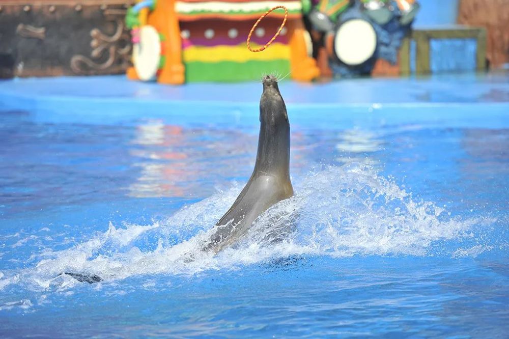 海昌海洋馆全新升级99元享亲子套票海狮大马戏动物巡游
