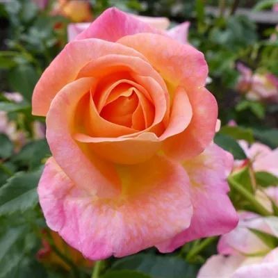 ins头像月季花微信头像娇美盛放的月季花