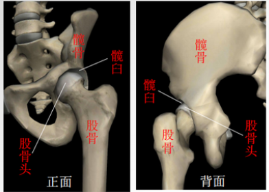 伤残鉴定-六大关节之髋关节