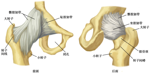 髋关节韧带★髋关节(冠状切面)★髋关节的组成(5)轮匝带:是关节囊的