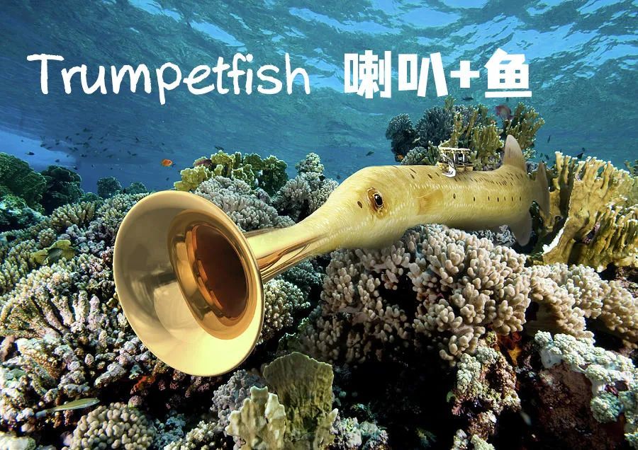 trumpetfish(喇叭 鱼)管口鱼英文名就这么来了于是也叫做"喇叭鱼"科学