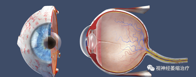 视神经炎早期症状讲解!
