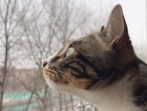 梦见猫在自己身上撒尿，解读梦境背后的深层含义