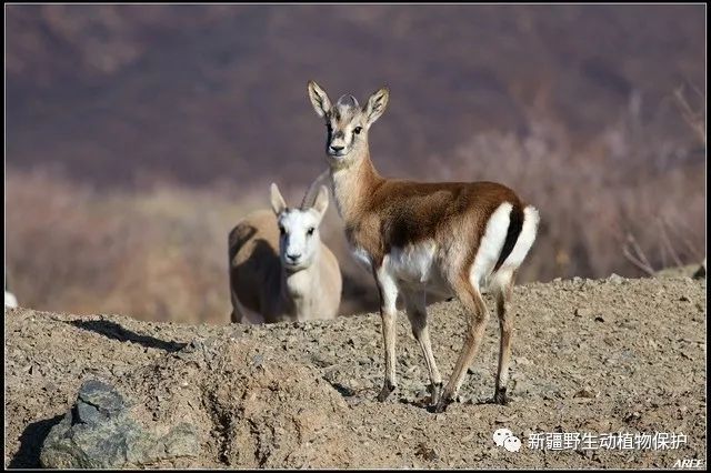 生物多样性宣传|新疆野生动植物科普—鹅喉羚