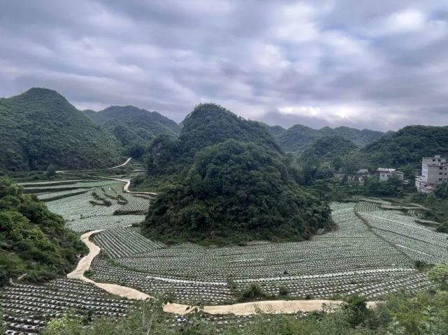 织金县阿弓镇:兴产业 奔富路 乡村振兴底气足