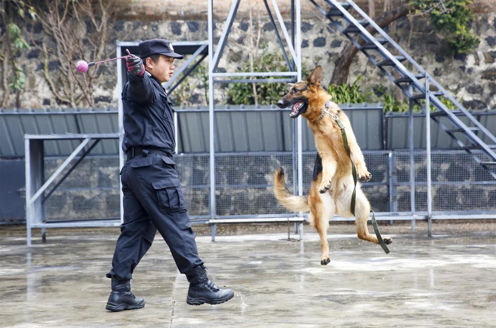 腾冲市公安局刑侦大队警犬中队获公安部表彰