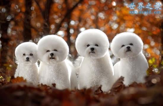 世界上最萌最可爱的狗狗排名,比熊犬与拉布拉多争冠(组图)