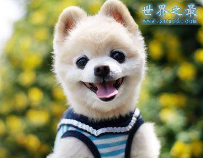 世界上最萌最可爱的狗狗排名比熊犬与拉布拉多争冠组图