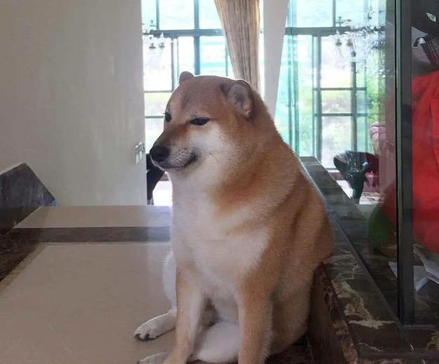 刷屏几亿人表情包的柴犬cheems是如何火爆网络的