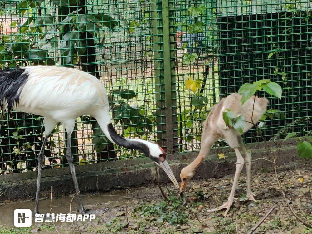 我家有鹤初长成福州动物园丹顶鹤家族添丁啦