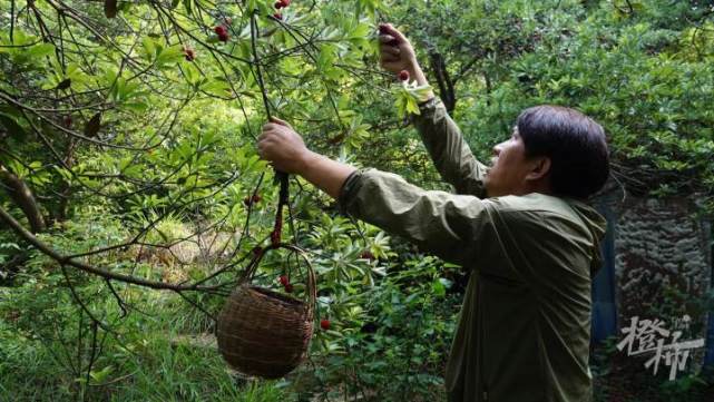 杨梅岭到底有没有杨梅有的1200多棵杨梅树已经开始采摘了