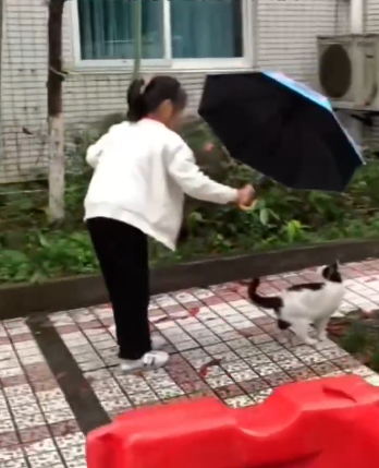 小学生雨天为流浪猫撑伞结果猫咪这一反应全网惊呆了